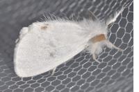 Sphrageidus similis