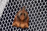 Archips podana