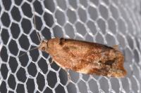 Ditula angustiorana