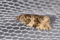 Celypha lacunana