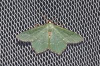 Hemithea aestivaria