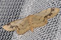 Idaea trigeminata