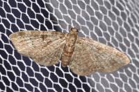 Pasiphila chloerata