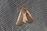 Ochropleura plecta