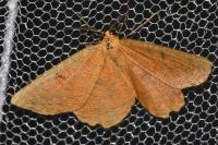 Angerona prunaria