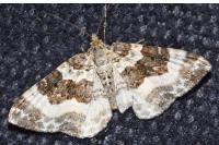 Epirrhoe rivata