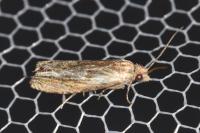 Eucosma cana