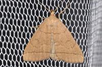 Herminia tarsipennalis