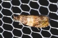 Celypha aurofasciana