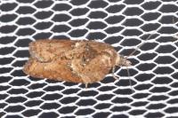 Acleris hastiana