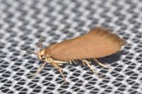 Crassa unitella