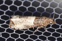 Notocelia roborana
