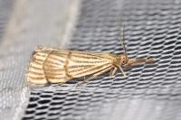 Chrysocrambus linetella