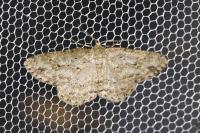 Ectropis crepuscularia