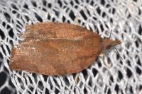 Pandemis heparana