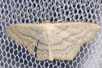 Scopula nigropunctata