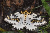 Abraxas grossulariata