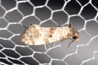 Cochylis molliculana
