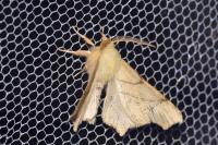 Ennomos erosaria