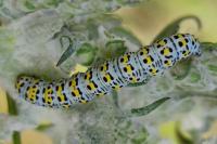 Cucullia verbasci