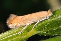 Phyllonorycter quercifoliella