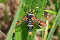 Pyropteron chrysidiforme