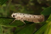 Yponomeuta padella