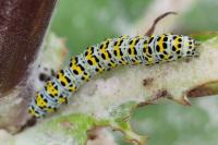 Cucullia verbasci