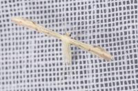 Adaina microdactyla/Hellinsia carphodactyla