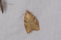 Aleimma loeflingiana