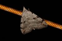 Aplocera efformata/plagiata