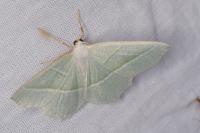 Campaea margaritaria