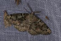 Cleorodes lichenaria