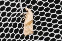 Cochylidia implicitana