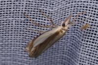 Crambus pascuella