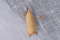 Dichomeris limosella