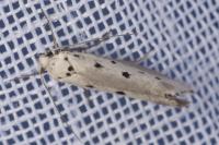 Ethmia terminella