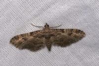 Gymnoscelis rufifasciata