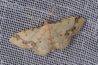 Idaea trigeminata