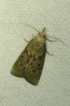 Aphomia sociella