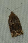 Archips xylosteana