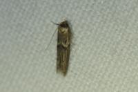 Blastobasis phycidella