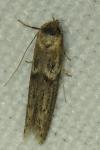 Blastobasis phycidella