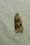 Celypha lacunana