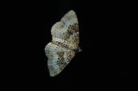 Epirrhoe alternata