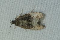 Hedya ochroleucana