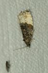 Hedya ochroleucana