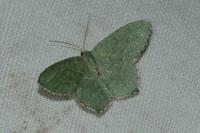 Hemithea aestivaria