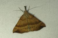 Hypena proboscidalis