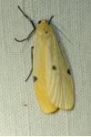 Lithosia quadra